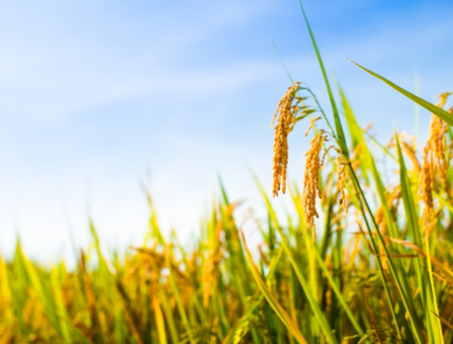 ARROZ/CEPEA: Indústria retraída e exportações fracas mantêm pressão